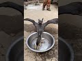 Great cormorant eats the whole fish instantly