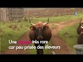 Un charentais sest lanc dans un levage daurochs des animaux prhistoriques