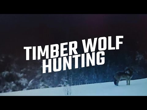 TIMBER WOLF AT 100 YARDS | EAR FALLS ONTARIO