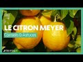 Le citron meyer ou citronnier 4 saisons  conseils et entretien  truffaut