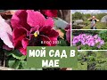 Май в саду / Влог 2021