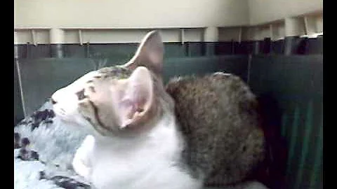 Video 802421: oriental shorthair kitten, shorthair kitten first, colour kitten