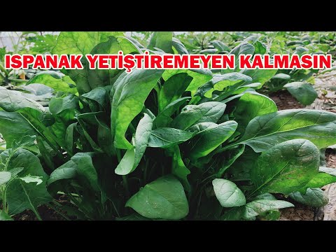 Video: Ispanak Nasıl Ekilir - Bahçede Ispanak Yetiştirme Hakkında Bilgi Edinin