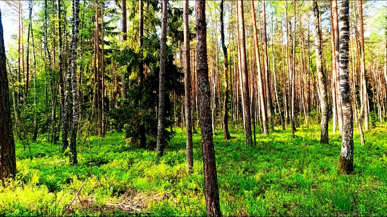 Почувствуйте спокойствие в атмосфере леса 🌿Звуки природы