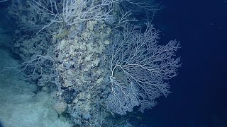 EX1104 Dive 08 Bumpland Aug 11 2011 Hightlights