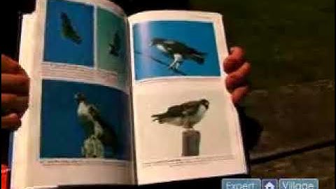 How to Choose Specialty Field Guides for Specific Bird Species