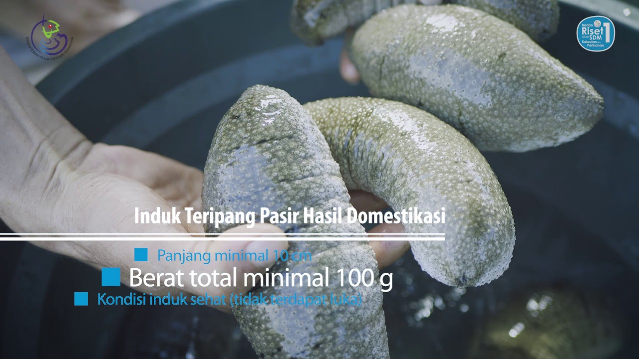 Teripang Pasir, Potensi Budidaya untuk Pemberdayaan Masyarakat Pesisir