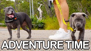 English Staffy Puppy and Big Sister Go For A Bush Walk Adventure!