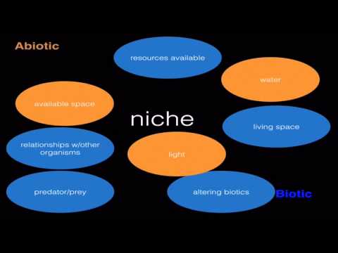 Video: Kunnen 2 soorten dezelfde niche delen?