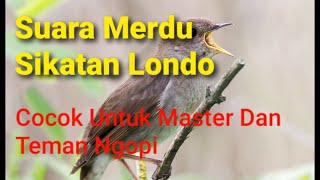 Audio Masteran Burung - Nightingale / Sikatan Londo Dan Gemercik Air