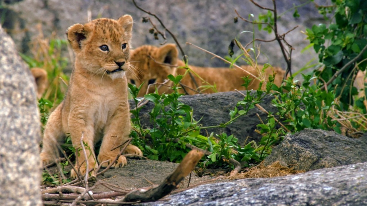 Рожденные в Африке: закон саванны