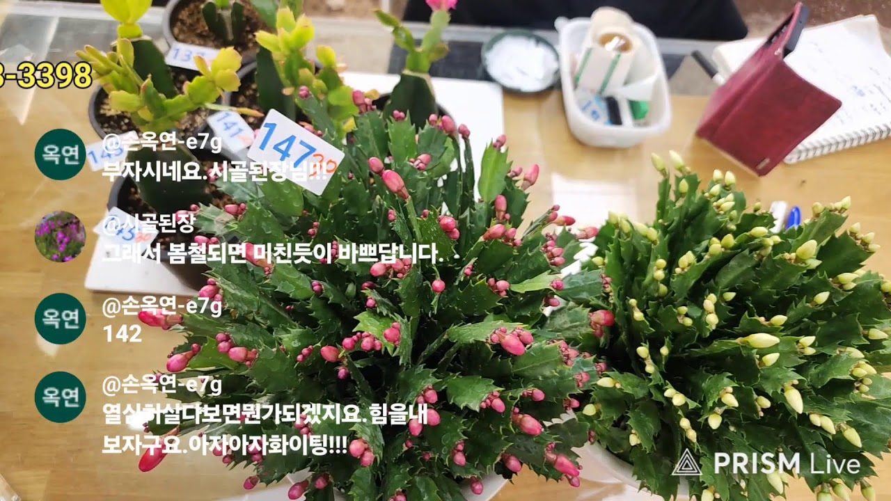 공주농원 수입게발 다육식물 라이브 방송