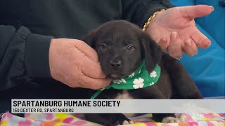 Pet of the Week: Cane