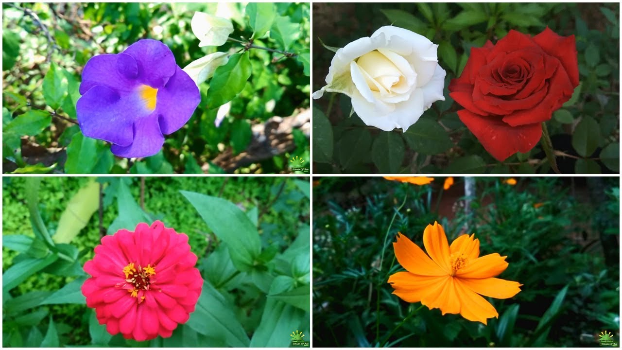 Sri Lankan Flowers Roses Wild