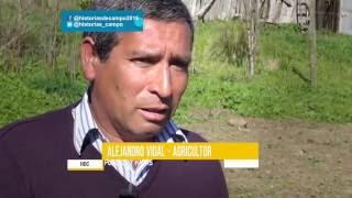 Historias de Campo - Más chileno que los porotos