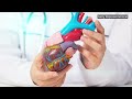 Stent ਪੈਣ ਤੋਂ ਬਾਅਦ Heart Attack ਬਾਰੇ ਕਿਹੜੀਆਂ ਗਲਤਫ਼ਹਿਮੀਆਂ ਹਨ?  | 𝐁𝐁𝐂 𝐏𝐔𝐍𝐉𝐀𝐁𝐈