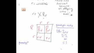 Mon 3/3 -Punnett Square Practice Problem