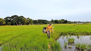 Bẫy Chuột Theo Đường Mòn Vào Mùa Nước Nổi #vợchồngmiềntâytv