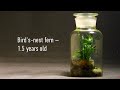 Airtight Florarium: Making A Bottle Terrarium