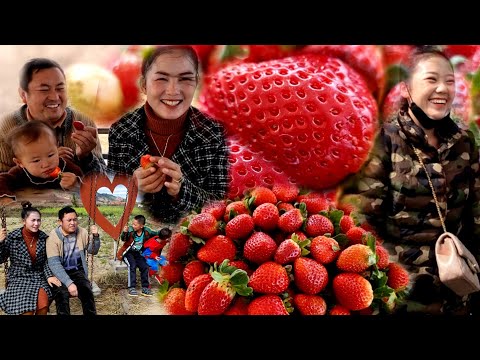 Video: Fertilizer Rau Strawberries - Yuav Ua Li Cas Fertilize Strawberry Cog