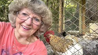 What I would do for my chickens at 84 Helen from Ga. by helen wyatt 13,246 views 1 year ago 1 hour, 20 minutes