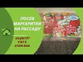 Маргаритка // Выращивание цветка из семян ///Посев на рассаду - когда и как