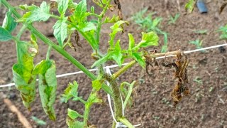 tomato plant fertilizer burn.