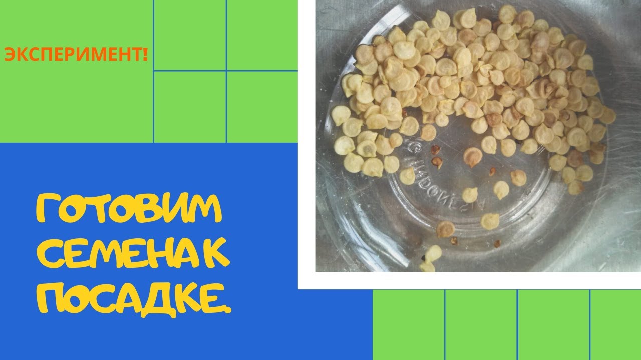 перекись водорода и и семена томата. обработка семян перед посевом перекисью водорода перца. обработка семян томатов перед посадкой перекисью. обработка семян перед посевом перекисью. обработка семян перекисью водорода.