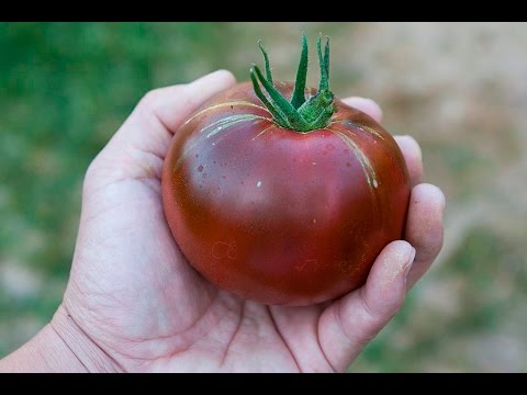 Black Prince Tomato Harvest