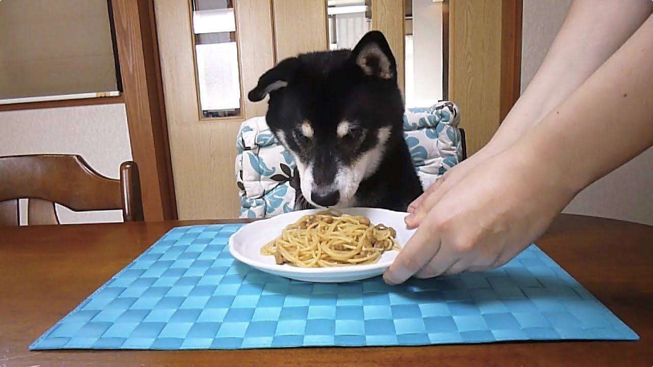 黒柴クロ 犬ごはん 納豆パスタ Shiba Inu Kuro Eats Natto Pasta Youtube