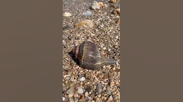 Beautiful Seashell & Seaglass ❗️#shorts #seashell #seashore