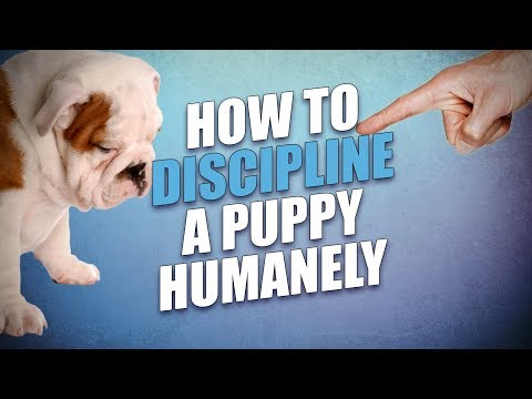 How to Discipline a Puppy (Safe, Humane but Effective Methods)