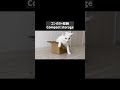 コンパクト収納される猫…Compact storage cat. #shorts