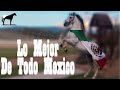 ¿Dónde Conseguir Los Mejores Caballos En México? (Precios, Razas y Contactos) 🐴-Del Cerro Soy