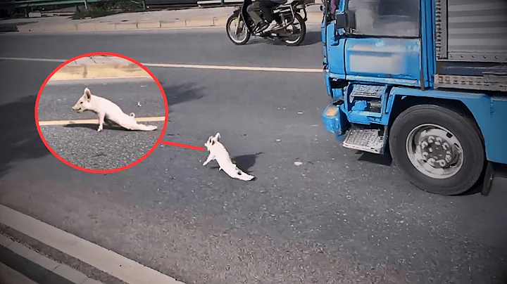 A paralyzed piglet lost on the road, without family, unexpectedly found love from kind strangers.