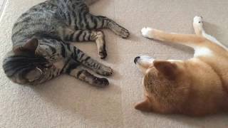 FUNNY DOG and CAT Videos Cats vs Dogs Compilation #1 by Dog - Puppies, Terrier, Poodle, Rottweiler, Pug 203 views 6 years ago 4 minutes, 37 seconds