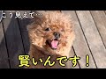 自作自演する犬🐶構ってほしい時に人間を騙します😱