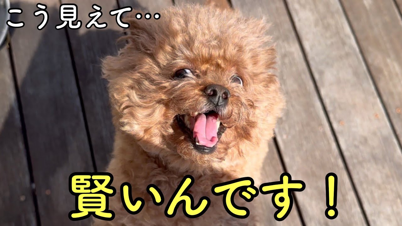 自作自演する犬🐶構ってほしい時に人間を騙します😱