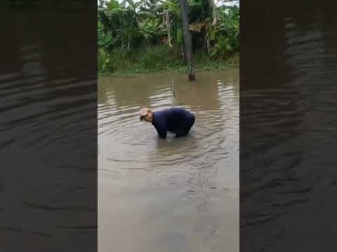 Video #shorts .BẮT CÁ LÓC BẰNG NƠM - youtube