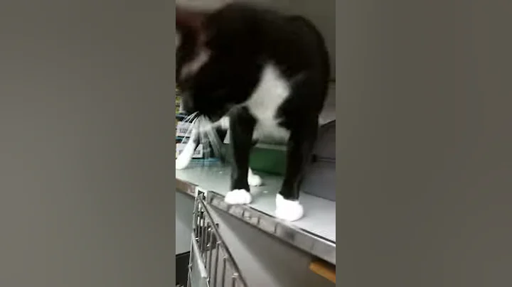 Zorro tries to talk to a fly