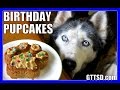 BIRTHDAY CUPCAKES for the DOG How to Dog Birthday Pupcakes Recipe DIY | Snacks with the Snow Dogs 33