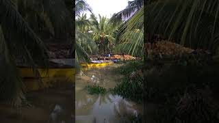 Produksi Kelapa Desa Prajen Jaya