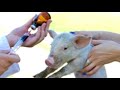 Here&#39;s How the Circulatory System of a Pig Works