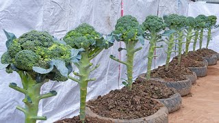 How to grow cauliflower at home, grow cauliflower easily in recycled tires