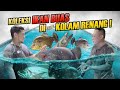 Episode kolektor  ikan predator amerika selatan di rumah mewah  piranha serrasalmus rhombeus full