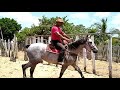 INICIANDO O CAVALO NO BRIDÃO