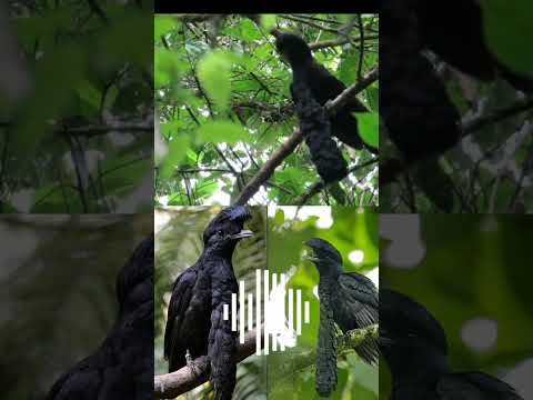    طائر المظلة طويل الغبب 