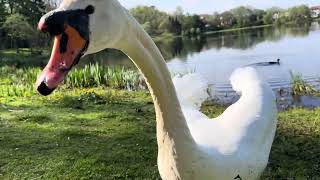 Part 2 #handfeeding a #swan and a #crow who fight for his food #birdlife #tveiten May 4’