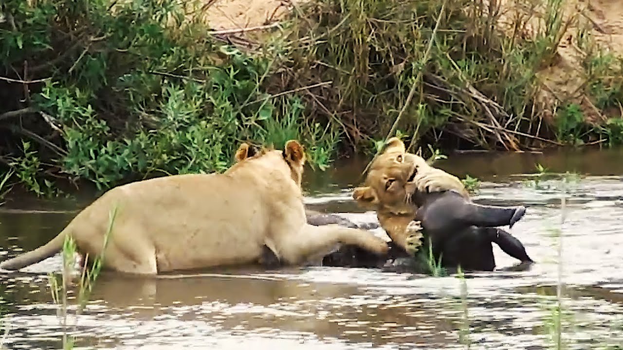 Lions Hunting Buffalo Jumps Into The River After It Kruger National