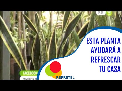 Planta Lengua De Suegra Para Refrescar Su Casa Youtube